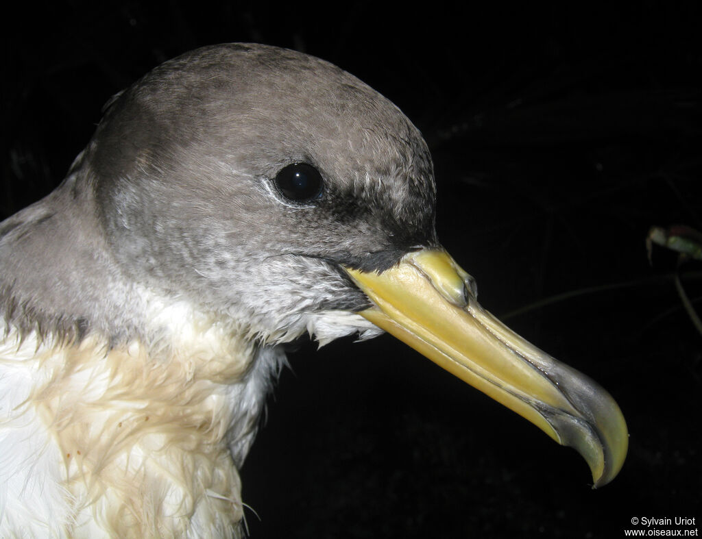 Scopoli's Shearwateradult