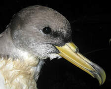 Scopoli's Shearwater