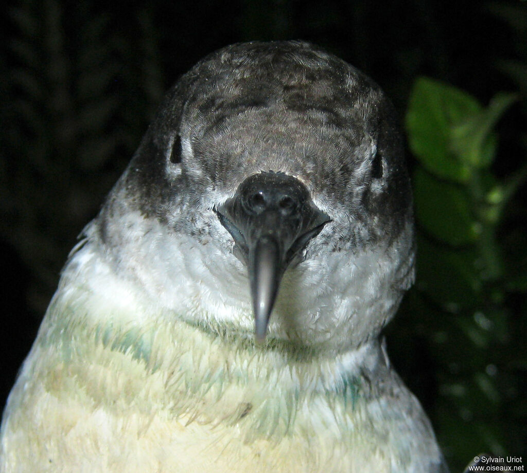 Manx Shearwater