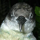 Puffin des Anglais