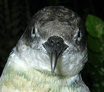 Manx Shearwater