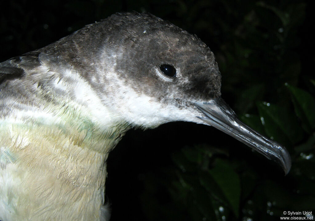 Manx Shearwater