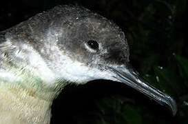 Manx Shearwater