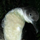 Puffin des Anglais