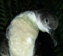 Manx Shearwater