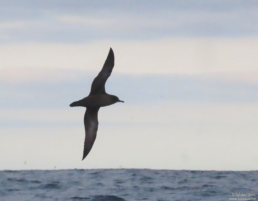 Sooty Shearwateradult