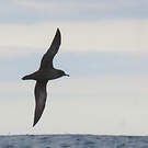 Puffin fuligineux