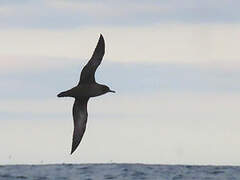 Sooty Shearwater