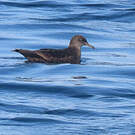 Puffin fuligineux