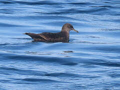 Sooty Shearwater