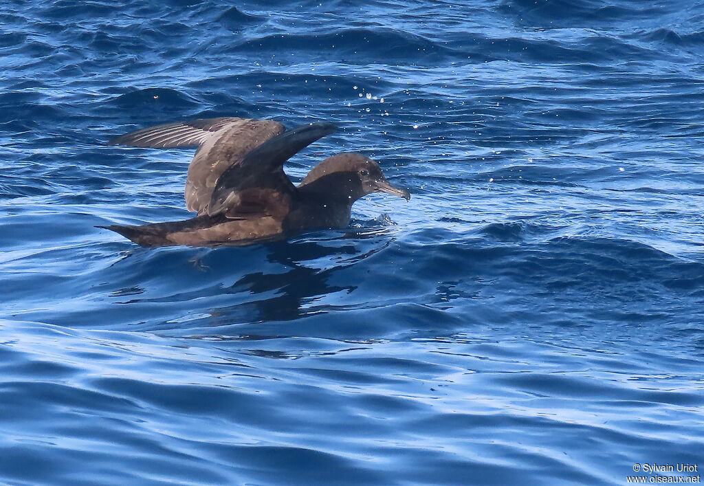 Sooty Shearwateradult