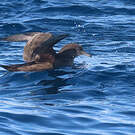 Puffin fuligineux