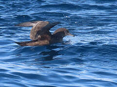 Sooty Shearwater