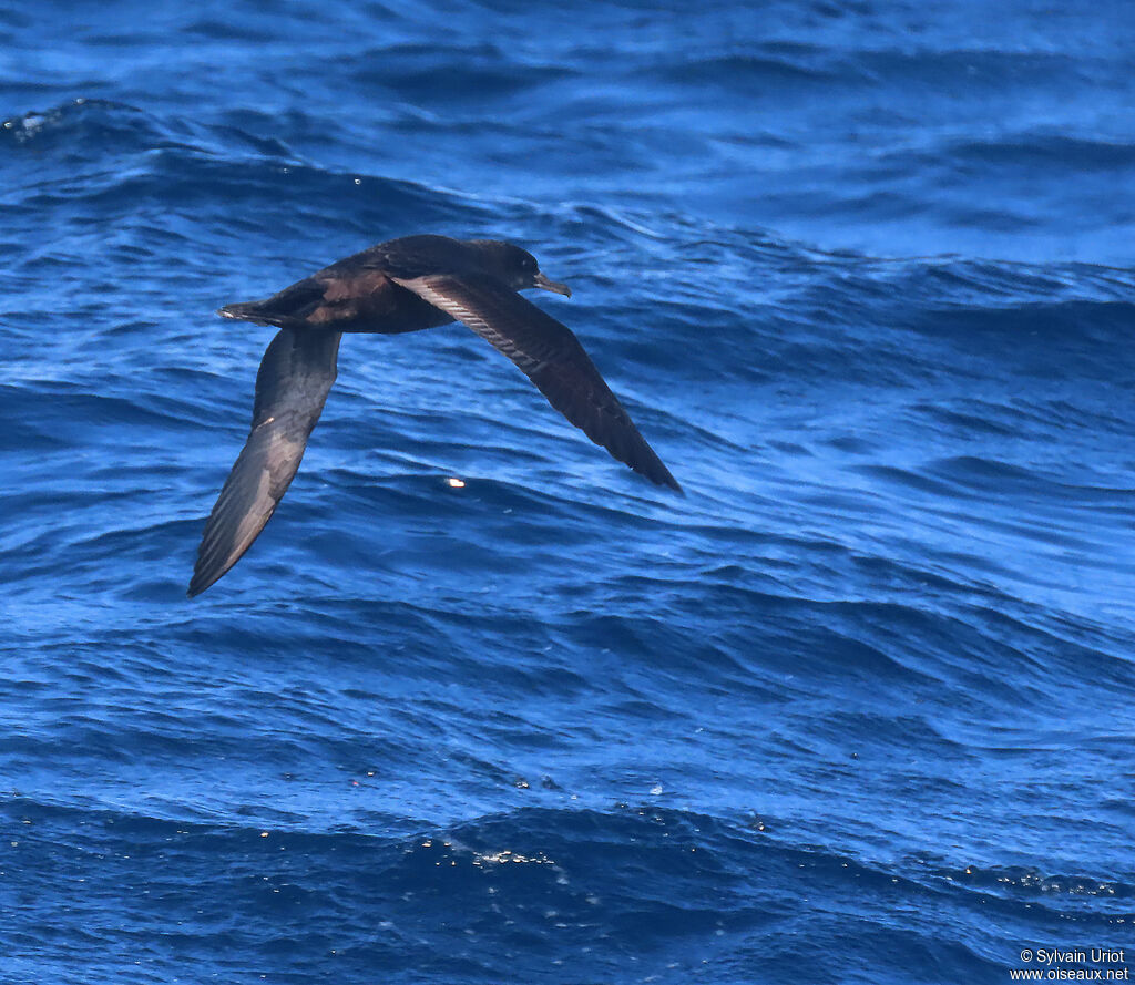 Sooty Shearwateradult