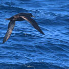 Puffin fuligineux