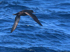 Sooty Shearwater