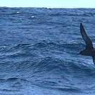 Puffin fuligineux