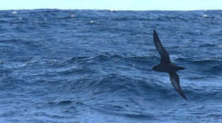 Sooty Shearwater