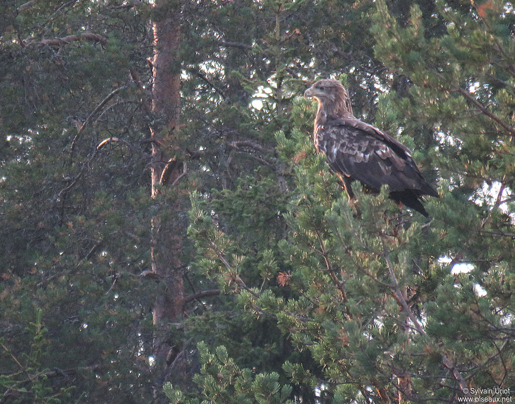 White-tailed EagleSecond year