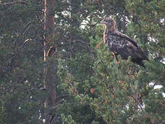 White-tailed Eagle