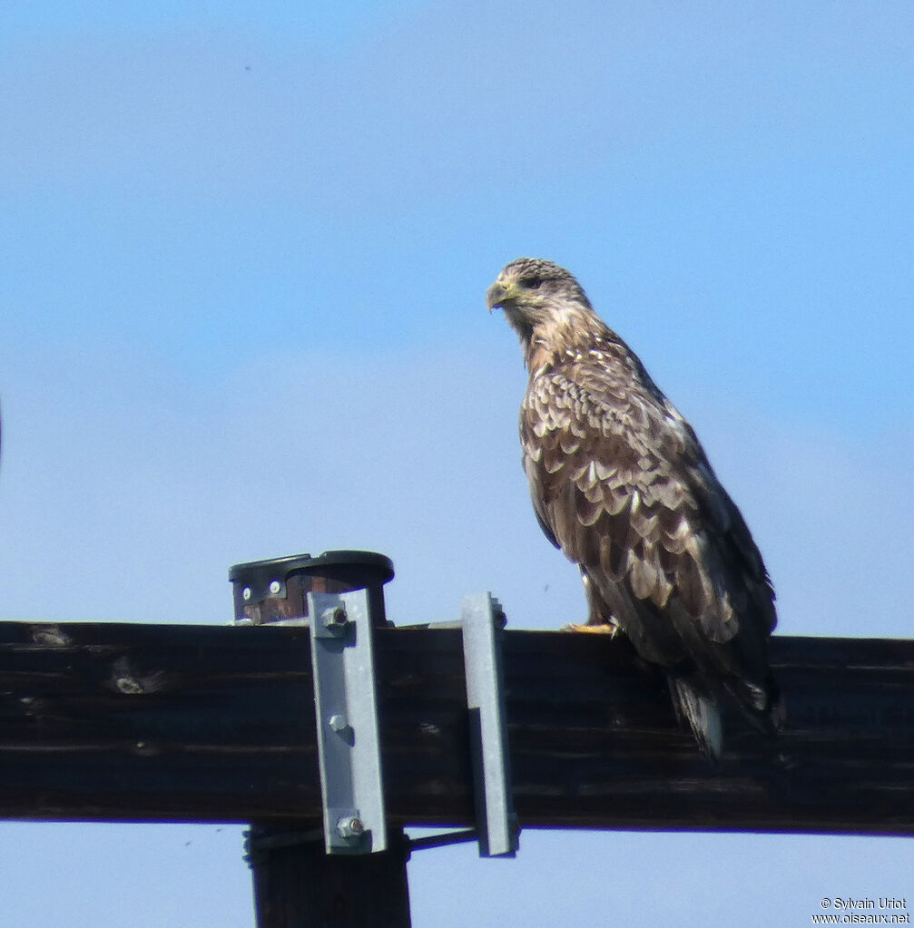 White-tailed EagleSecond year