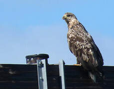 White-tailed Eagle