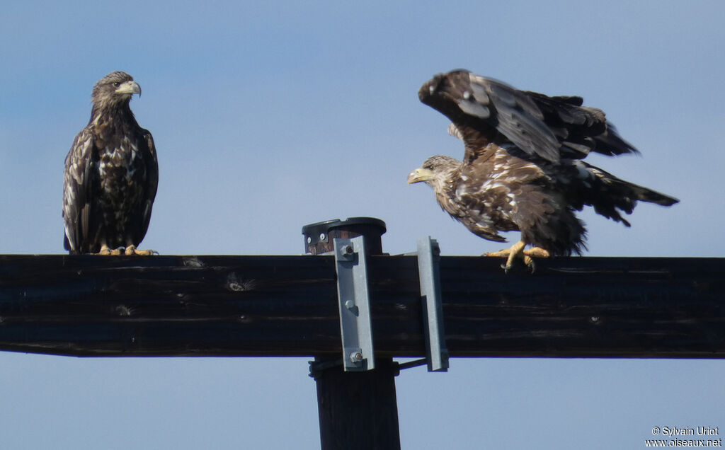 White-tailed Eagle