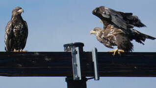 White-tailed Eagle