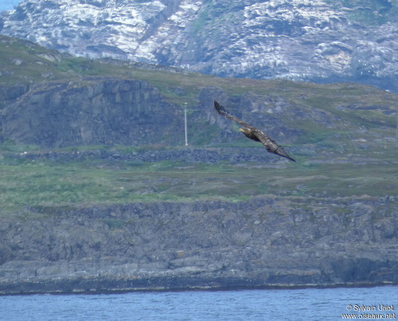 White-tailed EagleSecond year