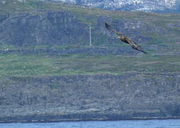 White-tailed Eagle