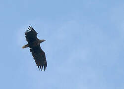 White-tailed Eagle