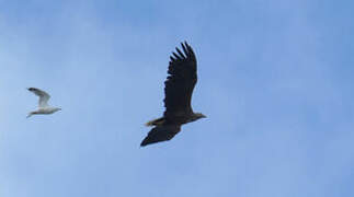 White-tailed Eagle