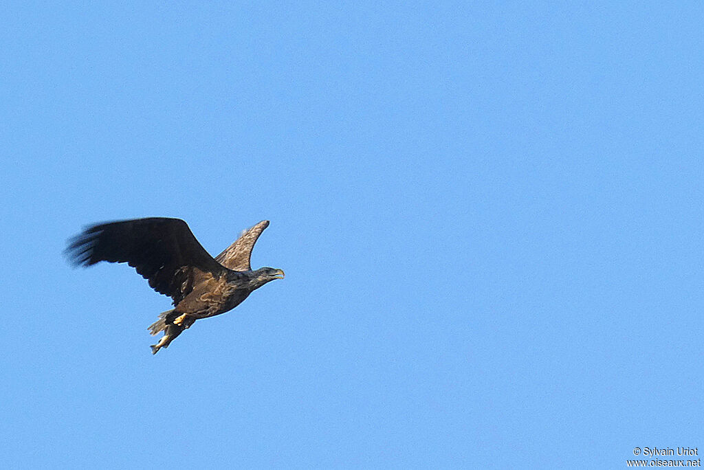 White-tailed Eagleadult