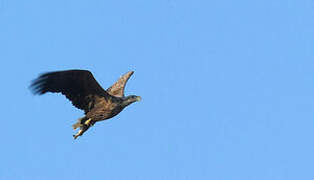 White-tailed Eagle