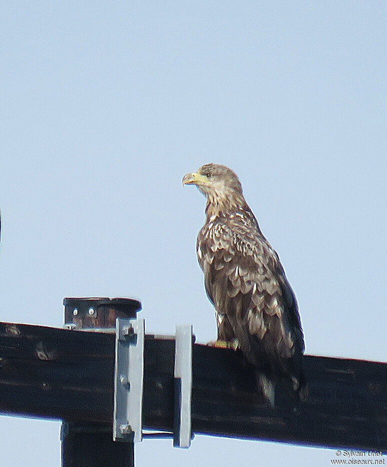 White-tailed EagleSecond year