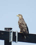 White-tailed Eagle