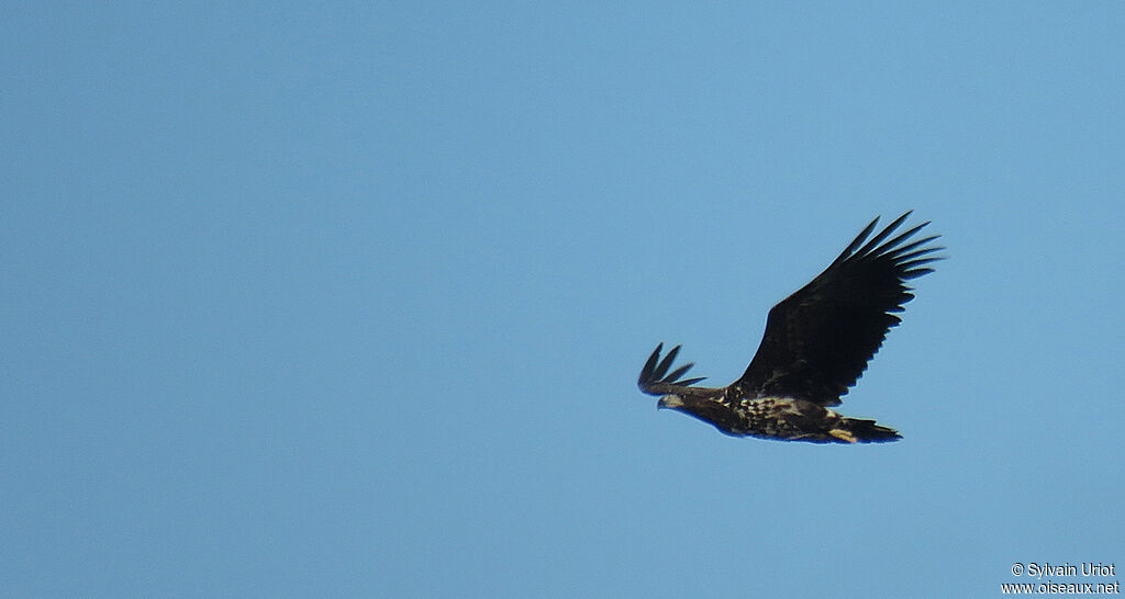 White-tailed EagleFirst year