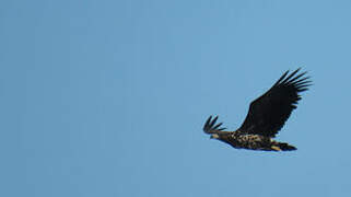 White-tailed Eagle