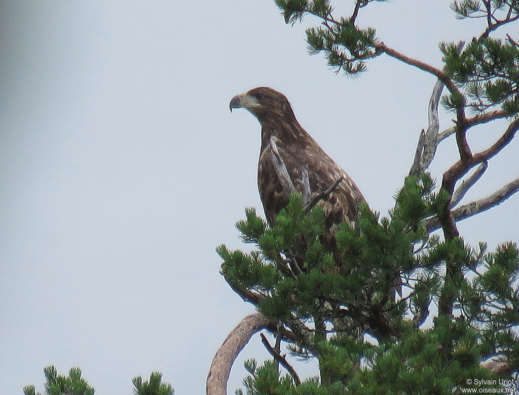 White-tailed EagleFirst year