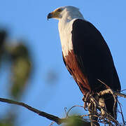 African Fish Eagle