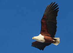 African Fish Eagle