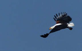 African Fish Eagle