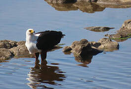 African Fish Eagle