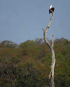 African Fish Eagle