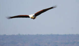 African Fish Eagle