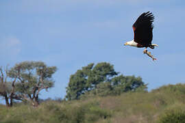 African Fish Eagle