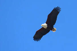 African Fish Eagle