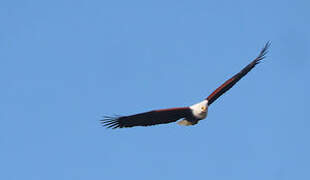 African Fish Eagle