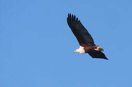 African Fish Eagle