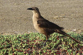 Great-tailed Grackle